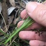 Eragrostis elongata ശീലം