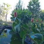 Costus spicatus Hábito
