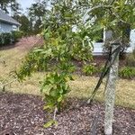 Quercus fusiformis Hoja