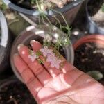 Centaurium portense Fula