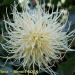 Rhaponticoides alpina Цветок