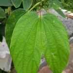 Bauhinia acuminata Feuille