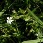 Stellaria crassifolia Hábito