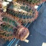 Melocactus intortus Máis