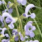 Salvia pratensis Flor