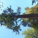 Araucaria cunninghamii Hábitos