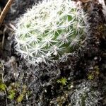 Rebutia minuscula Хабит