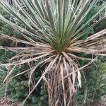 Yucca harrimaniae Corteccia
