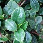 Peperomia glabella Levél