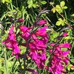 Gladiolus × byzantinus Blomst