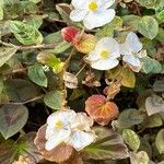 Begonia cucullata Žiedas