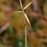 Carex pauciflora Rhisgl