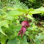 Leycesteria formosaFruit