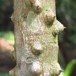 Zanthoxylum heitzii Φλοιός