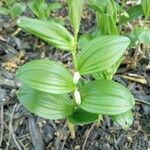 Polygonatum humile 花