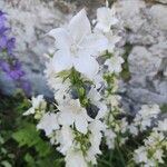 Campanula pyramidalisЦветок