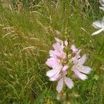 Sidalcea cusickii Flower