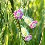 Silene bellidifolia Blüte