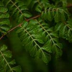 Harrisonia perforata Leaf