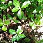 Ardisia japonica Leaf