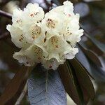 Rhododendron macabeanum Çiçek