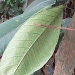 Tabernaemontana pachysiphon Leaf