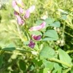 Vicia dumetorum Kukka