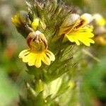 Euphrasia picta Anders