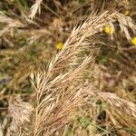 Bromus madritensis Frutto