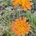 Crepis aurea പുഷ്പം