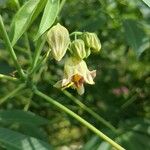 Manihot grahamii Flower