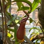 Nepenthes alata Folha