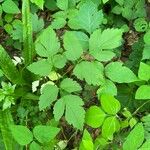 Oenanthe sarmentosa Habit