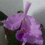 Cattleya trianaeŽiedas