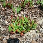 Polygonum cognatum Hoja