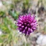 Allium sphaerocephalonKwiat