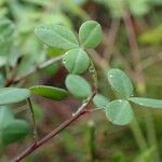 Cytisophyllum sessilifolium Habitus