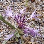 Centaurea triumfettii Kvet