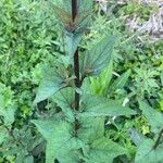 Scrophularia oblongifolia Leaf