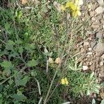 Brassica fruticulosa Hábito