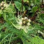 Cirsium spinosissimumFlower