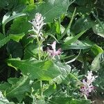 Fumaria agraria Flor