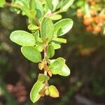 Pyracantha coccineaLeaf