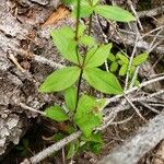 Galium oreganum Folla