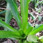 Aechmea gamosepala 葉