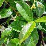 Trachelospermum jasminoides Blad