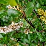 Salix myrsinifolia Gyümölcs