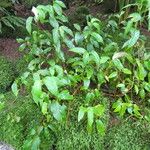 Begonia meridensis Hábito