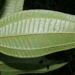 Miconia affinis Leaf