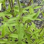 Buphthalmum salicifolium Hoja